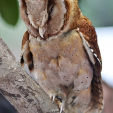 Phodilus Badius (wawa-wiwi) by Zaldy Ogawa
